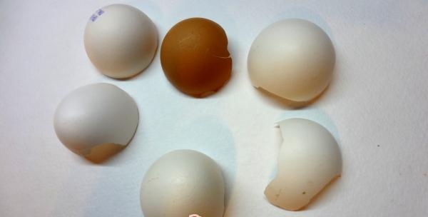 Lave as cascas dos ovos