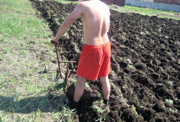 Bajak buatan sendiri untuk membajak tanah