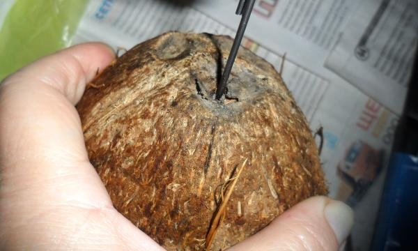 Wie ich Kokosöl hergestellt habe