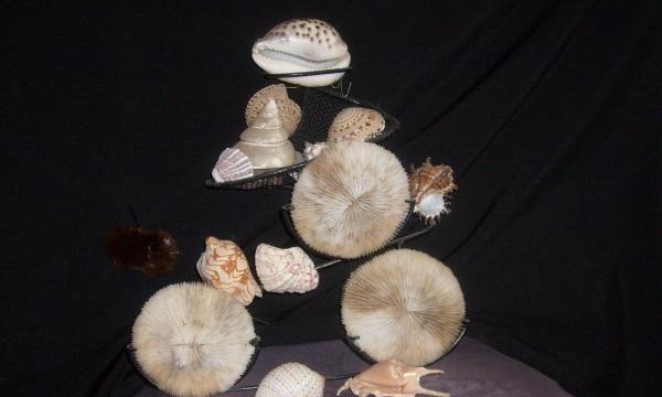 Komposisyon ng mga corals at shell