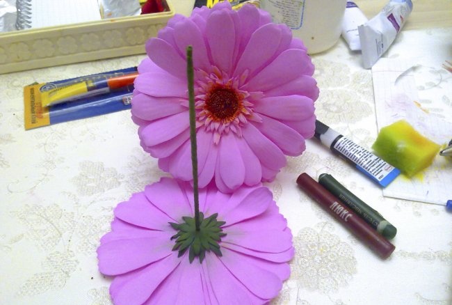 جربيرا الوردي من فوميران