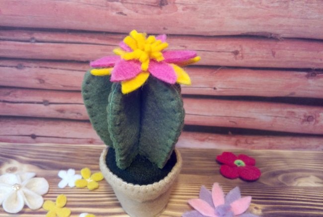 Naramdaman ang cactus sa isang palayok