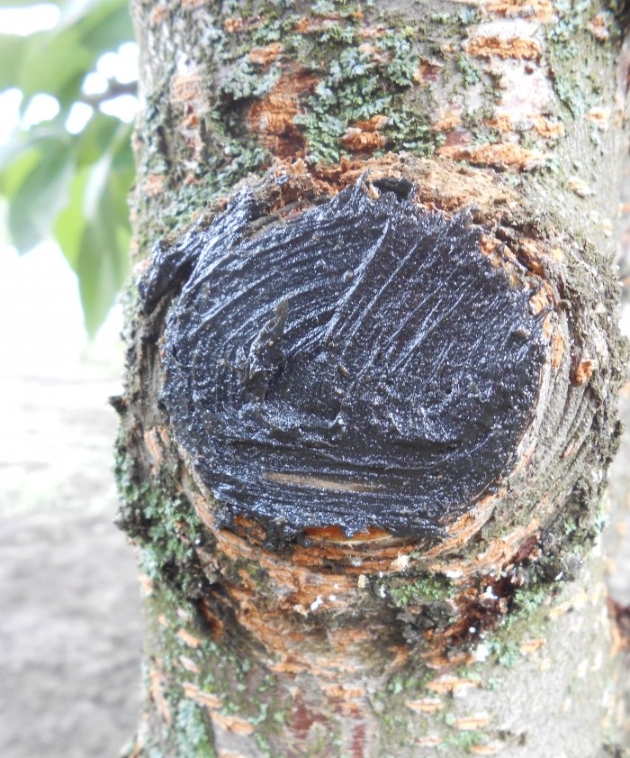 Sanitær beskjæring av trær om høsten
