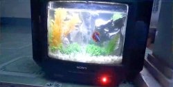 Comment faire un aquarium à partir d'un vieux téléviseur