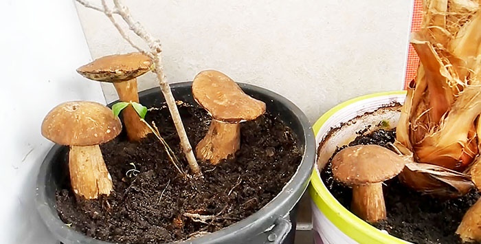 How to grow porcini mushrooms on a windowsill