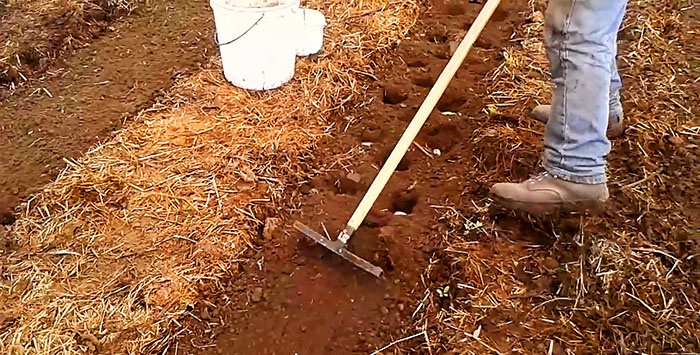 Planting potatoes without a shovel