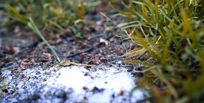 7 effektive metoder til at kontrollere myrer