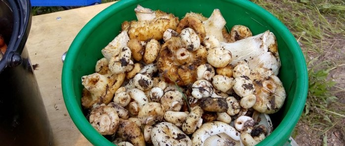 Рецепт за кисељење млечних печурака корак по корак