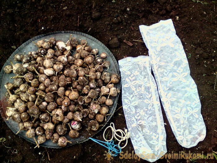 Bagaimana untuk mengeluarkan bawang putih untuk penyimpanan musim sejuk tanpa kerumitan yang tidak perlu