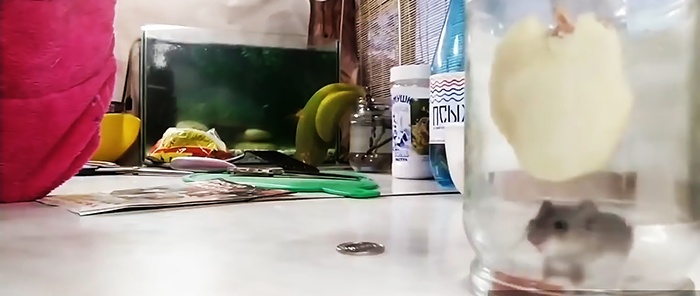 Sådan fanger du en mus til en husmor ved hjælp af en almindelig krukke
