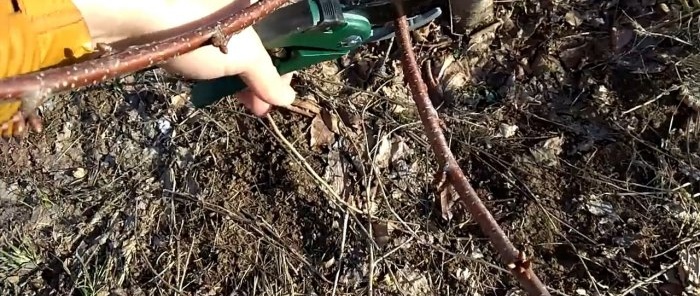 Enxertando uma árvore com uma broca