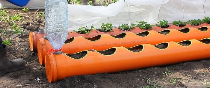 ערוגת תות עשויה צינורות PVC עם מערכת השקיית שורשים