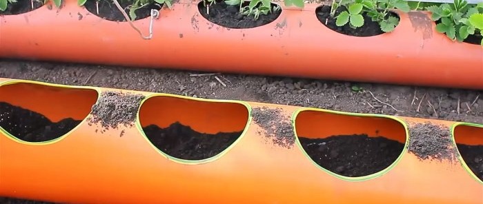 Strawberry bed na gawa sa PVC pipe na may root irrigation system