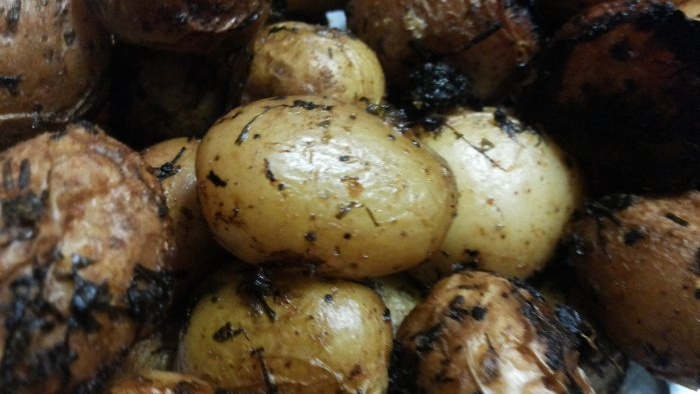 Det blir en stor potatisskörd om bäddarna är ordentligt förberedda.