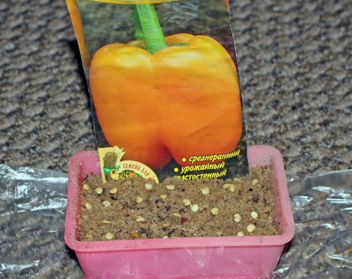 Ideal seedlings of peppers instead of soil, hot sawdust
