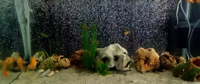 Sådan laver du et gardin af luftbobler til dit akvarium