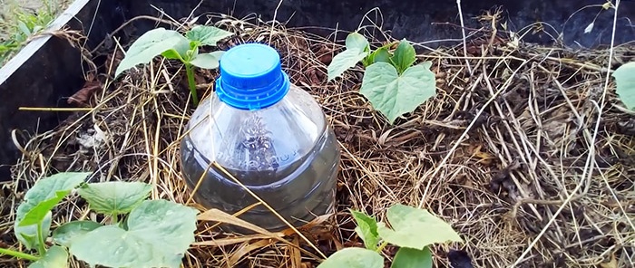 Hemmeligheten bak en god høst: hvordan organisere dryppvanning med flasker
