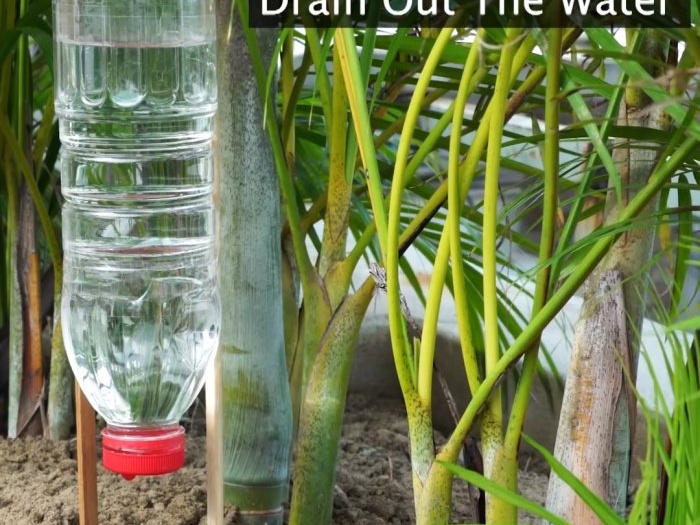 3 ways to organize a plant watering system during your absence