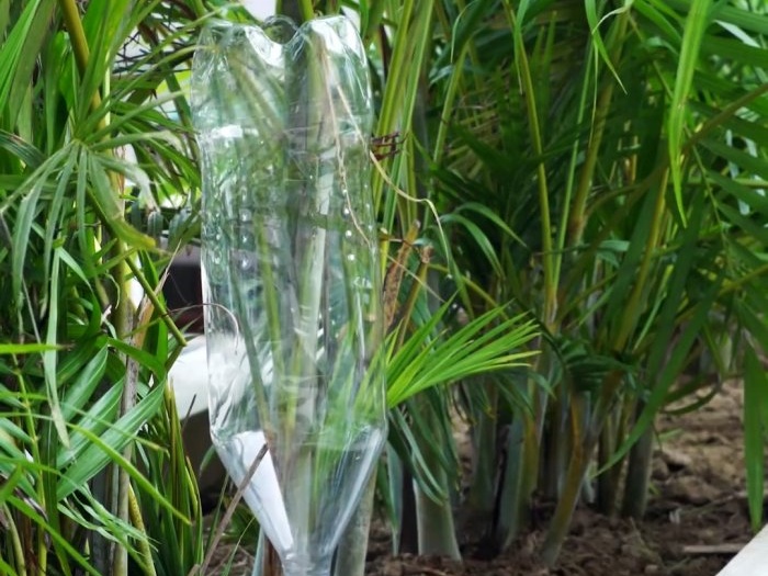 3 cara untuk mengatur sistem penyiraman tumbuhan semasa ketiadaan anda