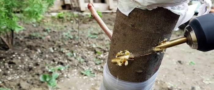 Kaip skiepyti medį naudojant grąžtą