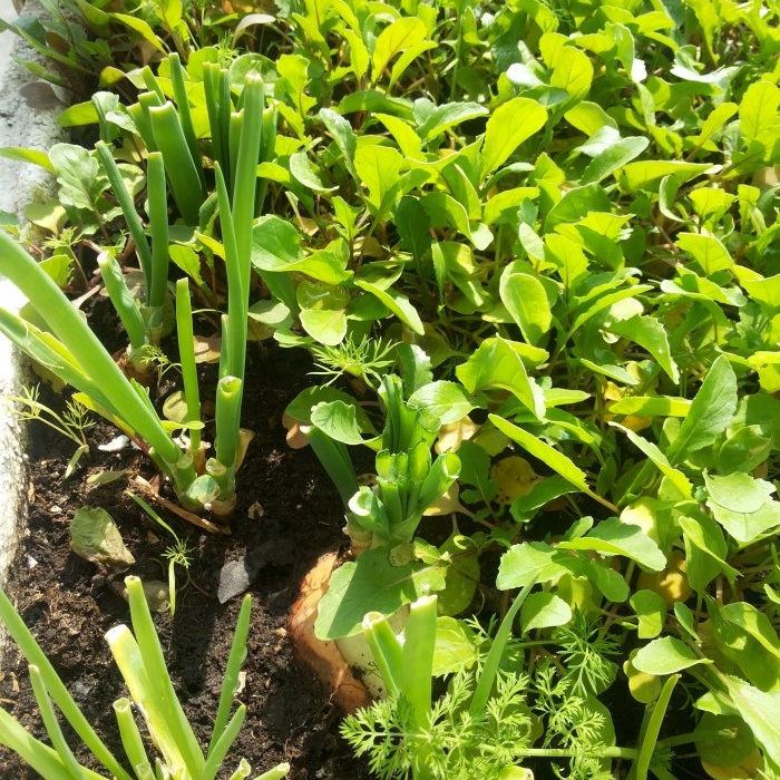 Forçar cebolas em verduras em casa em substrato de água e solo - todas as sutilezas e nuances