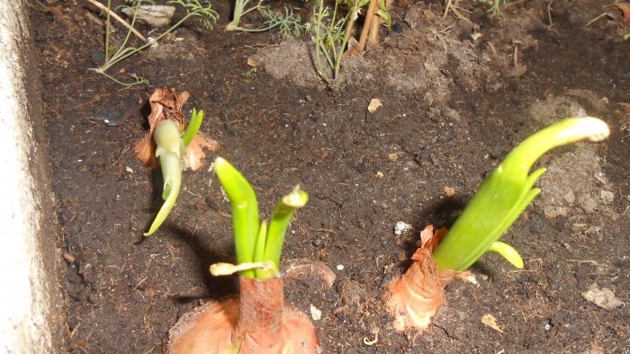 Memaksa bawang menjadi sayur-sayuran di rumah dalam substrat air dan tanah - semua kehalusan dan nuansa
