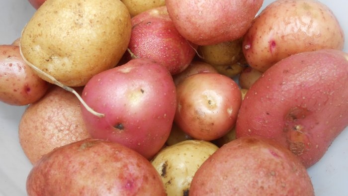Štyri účinné techniky na zvýšenie úrody zemiakov