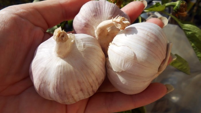 Three dressings of garlic in spring and summer to increase yield