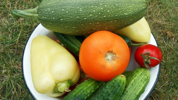 Kostenloser Dünger, der den Ertrag und den Zuckergehalt von Tomaten und anderem Gemüse erhöht