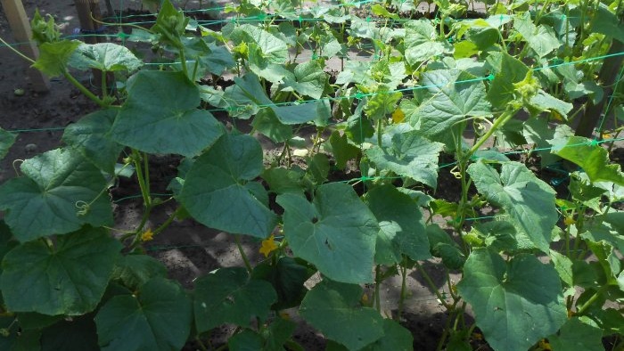 Fertilizing available to everyone for protection and a large harvest of cucumbers