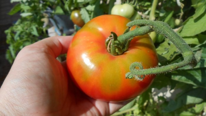 Bladfôring av tomater med borsyre for å øke avlingen