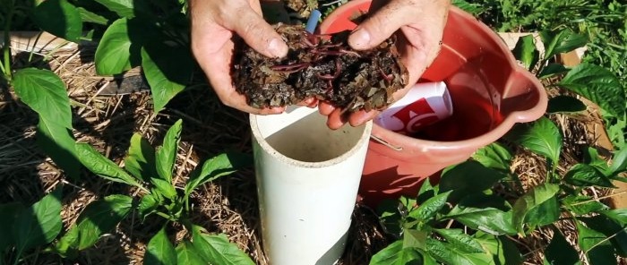 Cách làm phân trùn quế có tác dụng với bạn Làm tháp ủ phân trùn quế cho luống vườn