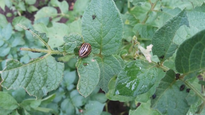 Etkinliği kanıtlanmış Colorado patates böceğine karşı mücadelede halk ilaçları