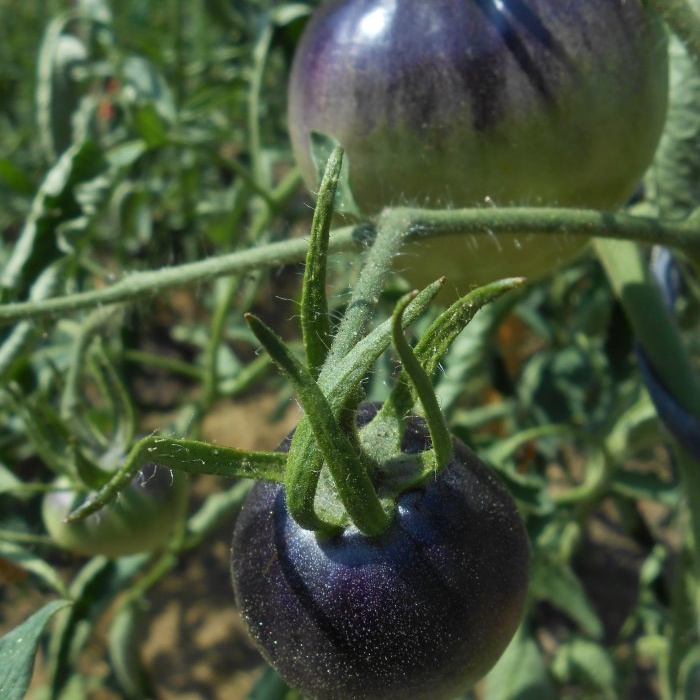 Jodiumoplossing tegen Phytophthora van tomaten