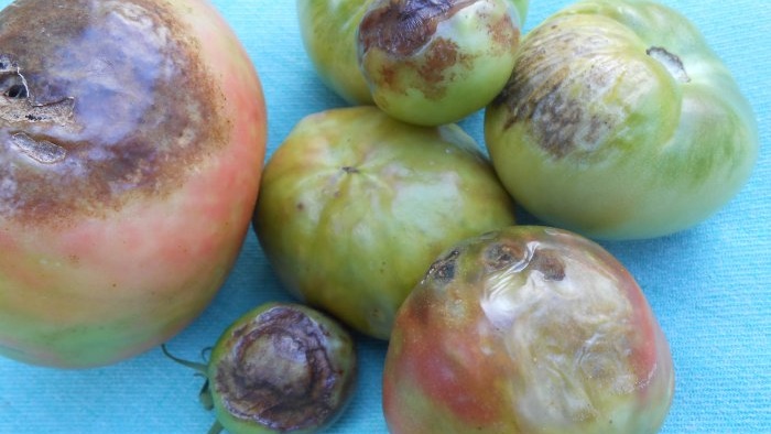 Jodlösung gegen Kraut- und Knollenfäule bei Tomaten