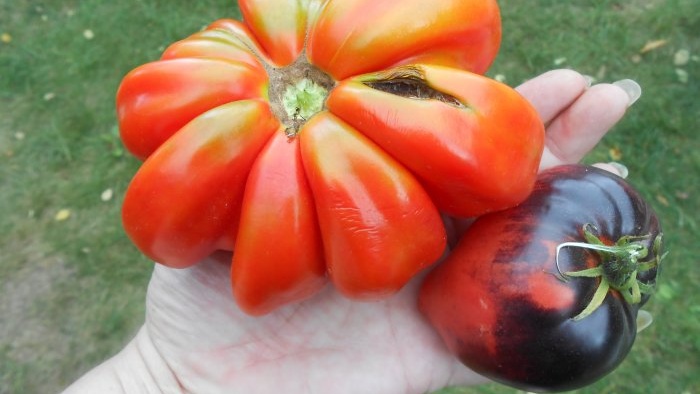 Solución de yodo contra el tizón tardío del tomate.