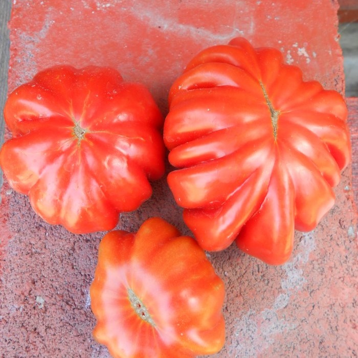 Forebyggelse af tomatskimmel er meget enkel