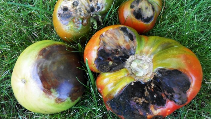Предотвратяването на късната болест на доматите е много просто