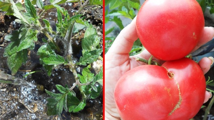 A alimentação de tomate mais barata e eficaz após o plantio