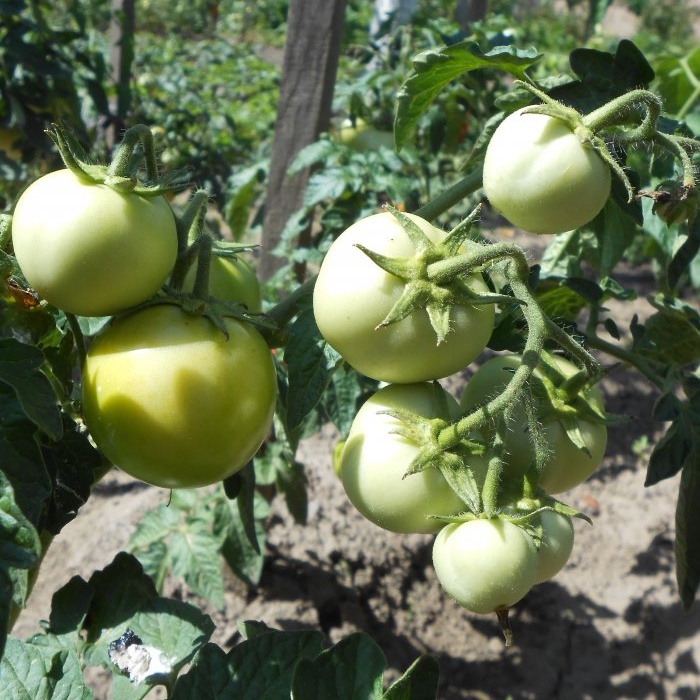 Най-евтиното и ефективно подхранване на домати след засаждане