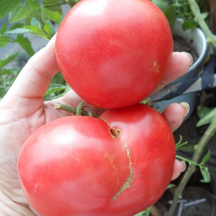 التغذية الأرخص والأكثر فعالية للطماطم بعد الزراعة