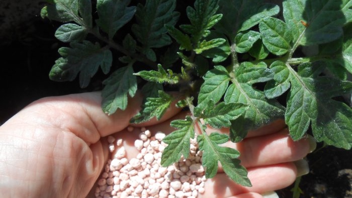 Den billigste og mest effektive fodring af tomater efter plantning