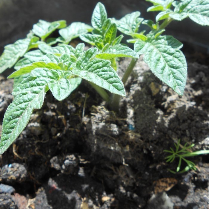 The cheapest and most effective feeding of tomatoes after planting