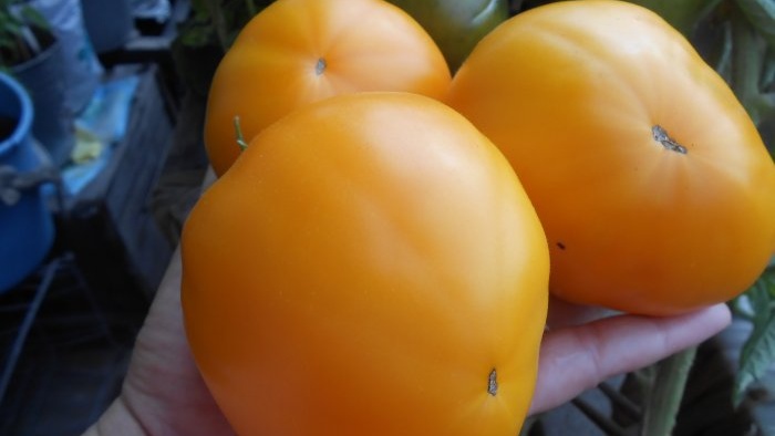 A alimentação de tomate mais barata e eficaz após o plantio