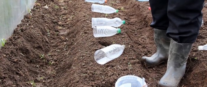 Nous plantons des graines de chou sous des bouteilles et oublions de pulvériser contre les puces et la hernie