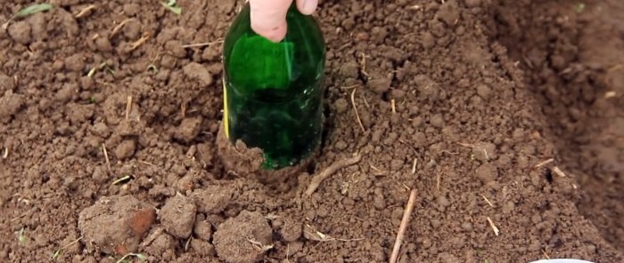 We plant cabbage seeds under bottles and forget about spraying against fleas and clubroot