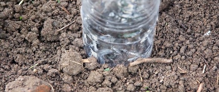 Plantamos semillas de repollo debajo de botellas y nos olvidamos de rociar contra pulgas y raíces club.