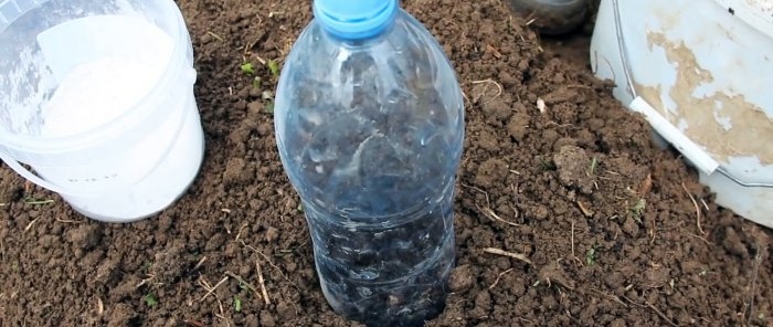 Chúng tôi trồng hạt bắp cải dưới chai và quên phun thuốc chống bọ chét và rễ câu lạc bộ
