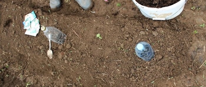 Φυτεύουμε σπόρους λάχανου κάτω από μπουκάλια και ξεχνάμε τους ψεκασμούς κατά των ψύλλων και των βλεφαρίδων