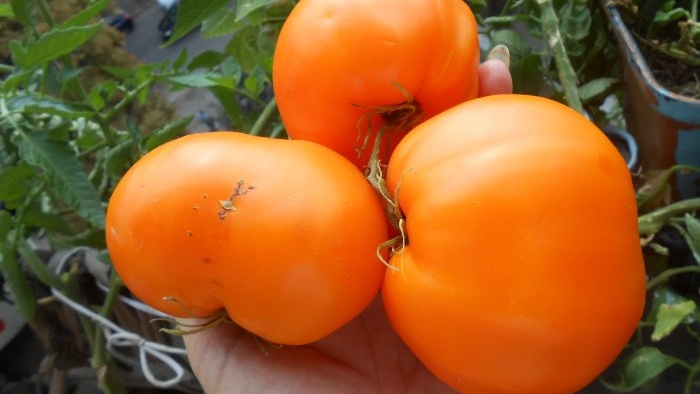 Baja percuma yang akan meningkatkan hasil tomato, lada dan timun